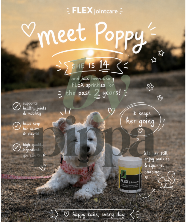 Real Customer Experiences for Ace Canine